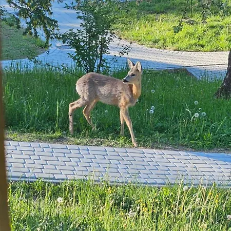Barvy Karpat Jaktstuga Slavske